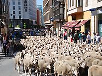 Flock crossing the center of Soria. 