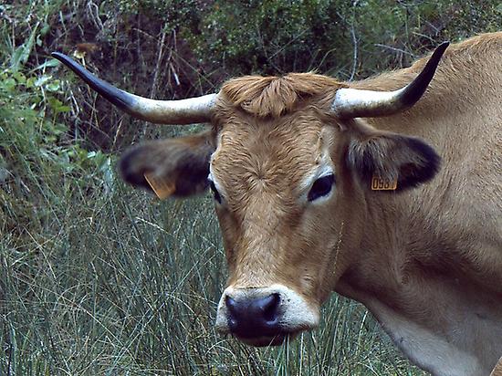 Vaca Cachena en el Camino - Galiwonders