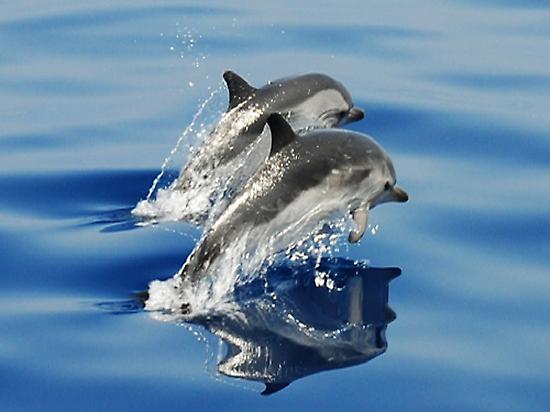 Stripped dolphins