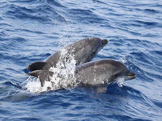 Bottle noise dolphins