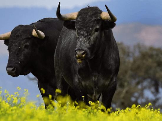 Bulls