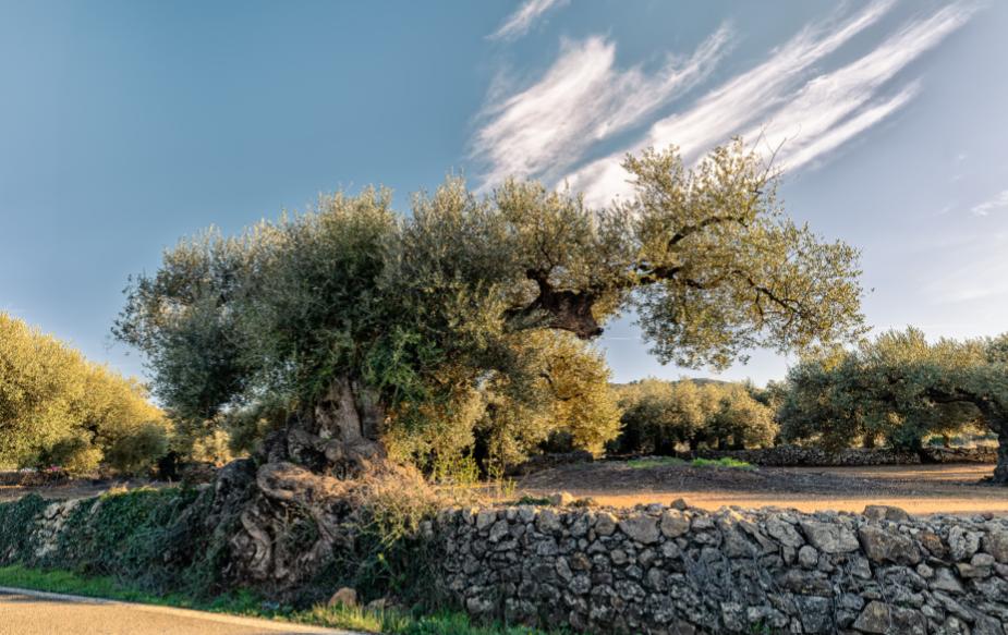 Olivo