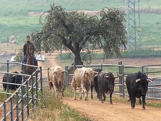 Jandilla bulls