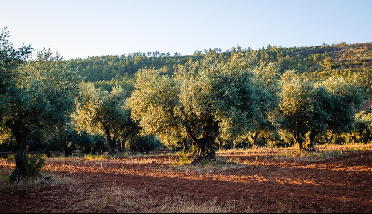 Olivos