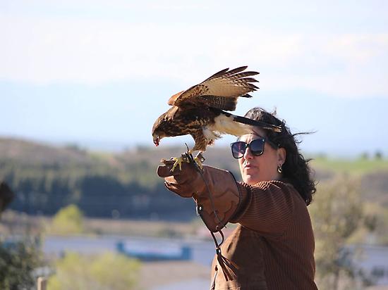 FALCONRY 