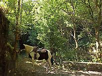 Paseo a caballo