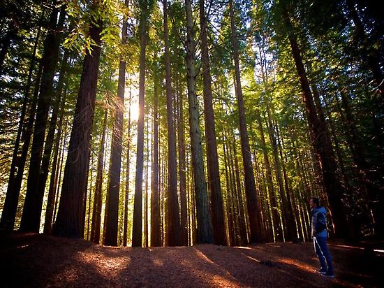 Bosque