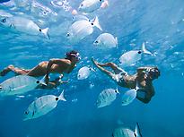 Fish in Fuerteventura