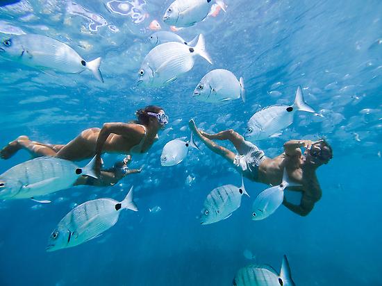 Fish in Fuerteventura