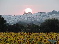 Sunset from the Sunflowers
