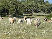 Seville: Livestock Visit of Braves Bulls