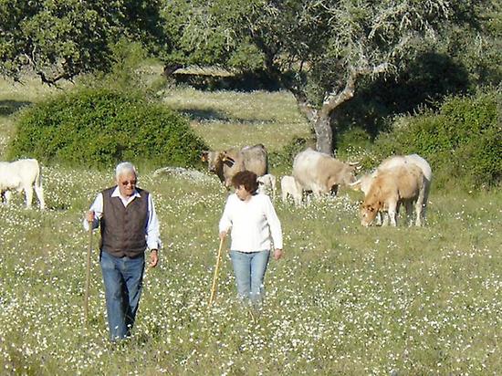 Seville: Livestock Visit of Braves Bulls