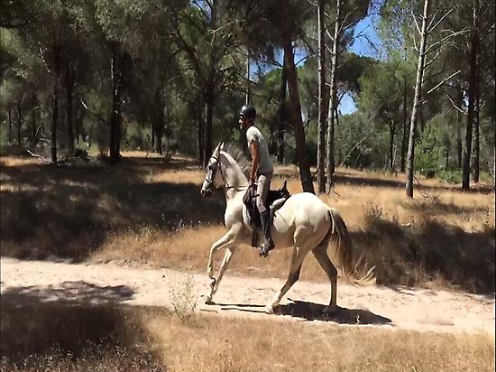 Horses in Doñana (Huelva)