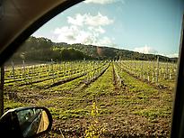 Terras Gauda 's  vinyards