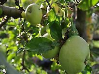Manzanas en La Quinta del Chocolatero