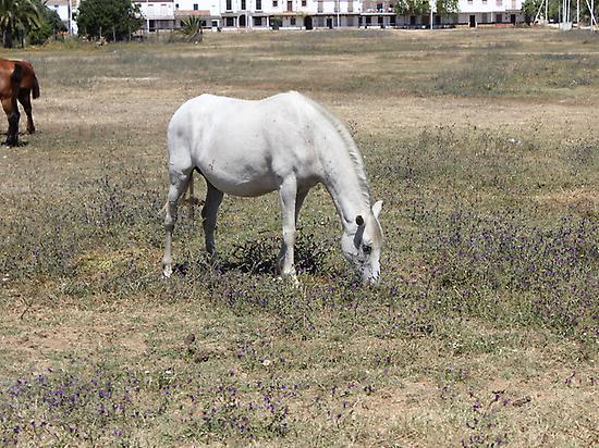Paseo a caballo por la Campiña, Sevilla