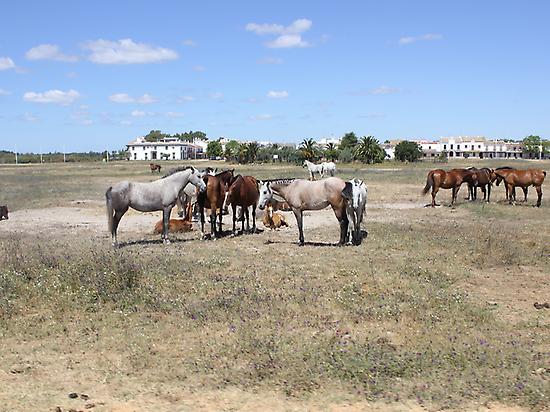 Horse ridign in Sevilla
