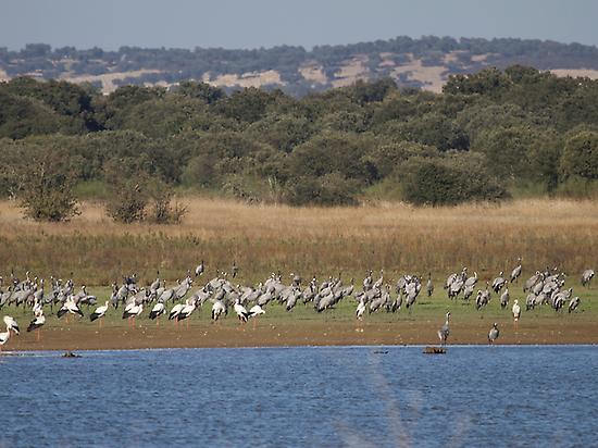 Observación de aves Extremadura