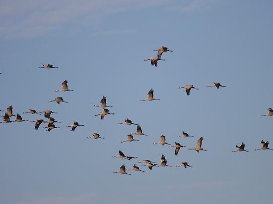 Birds migrations in Extremadura