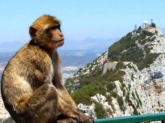 Excursion a Gibraltar desde Malaga