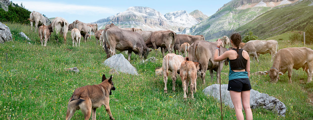 Cows grazing in the field in the Pyrenees